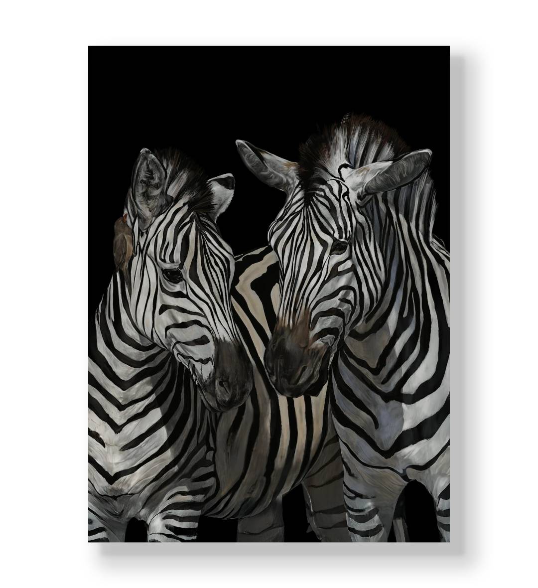 Two zebras standing close together against a solid black background canvas wall art.